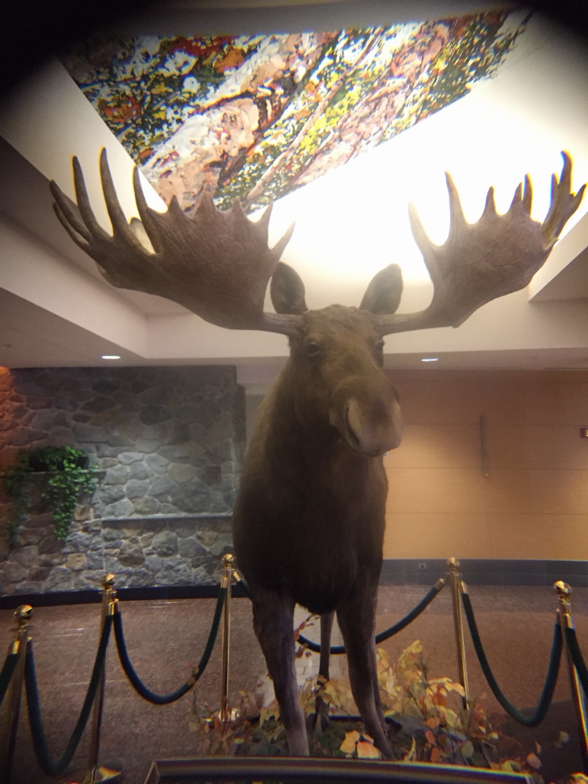 真正站在 Moose 面前,才知道牠的體型有多驚人。
