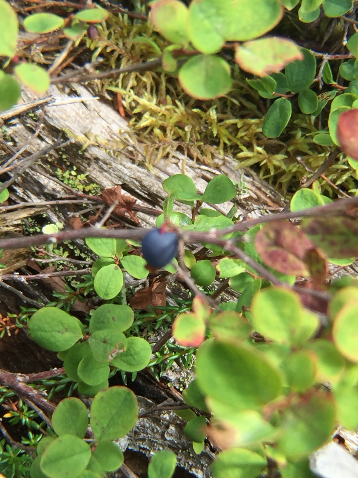 Alaska Journey travel memory 7